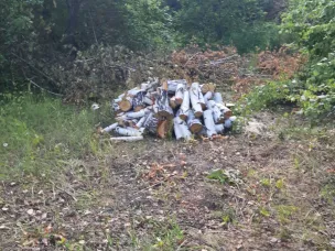 Незаконную вырубку леса пресекли большеболдинские полицейские