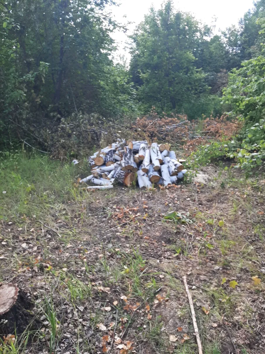 Незаконную вырубку леса пресекли большеболдинские полицейские