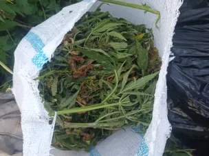 Завершено расследование уголовного дела о незаконном культивировании и хранении 23 кг растительного наркотика