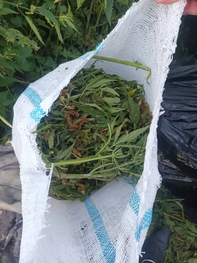Завершено расследование уголовного дела о незаконном культивировании и хранении 23 кг растительного наркотика