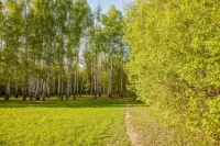 Роща Лучинник