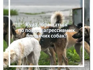 Бродячие собаки. Куда обращаться?